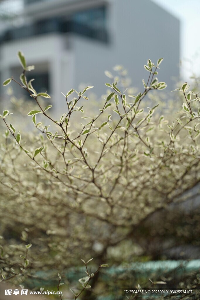 枝頭繁花初綻