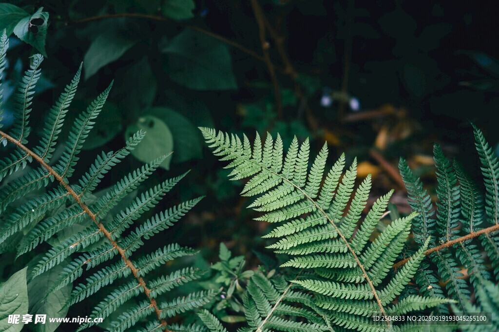翠綠蕨類植物特寫