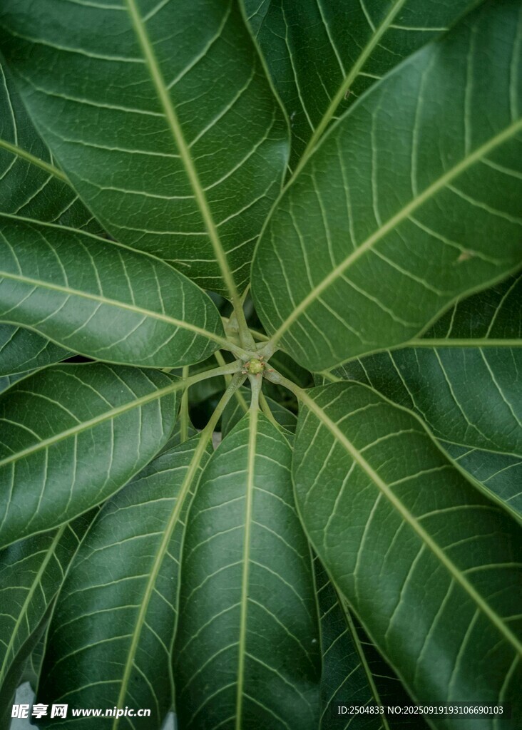 巨大綠葉的獨(dú)特紋理特寫