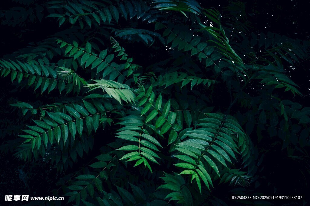 深綠蕨類葉片特寫
