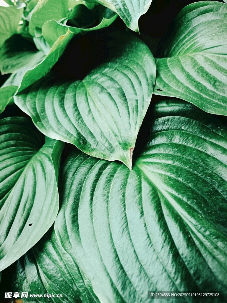 翠綠玉簪葉特寫
