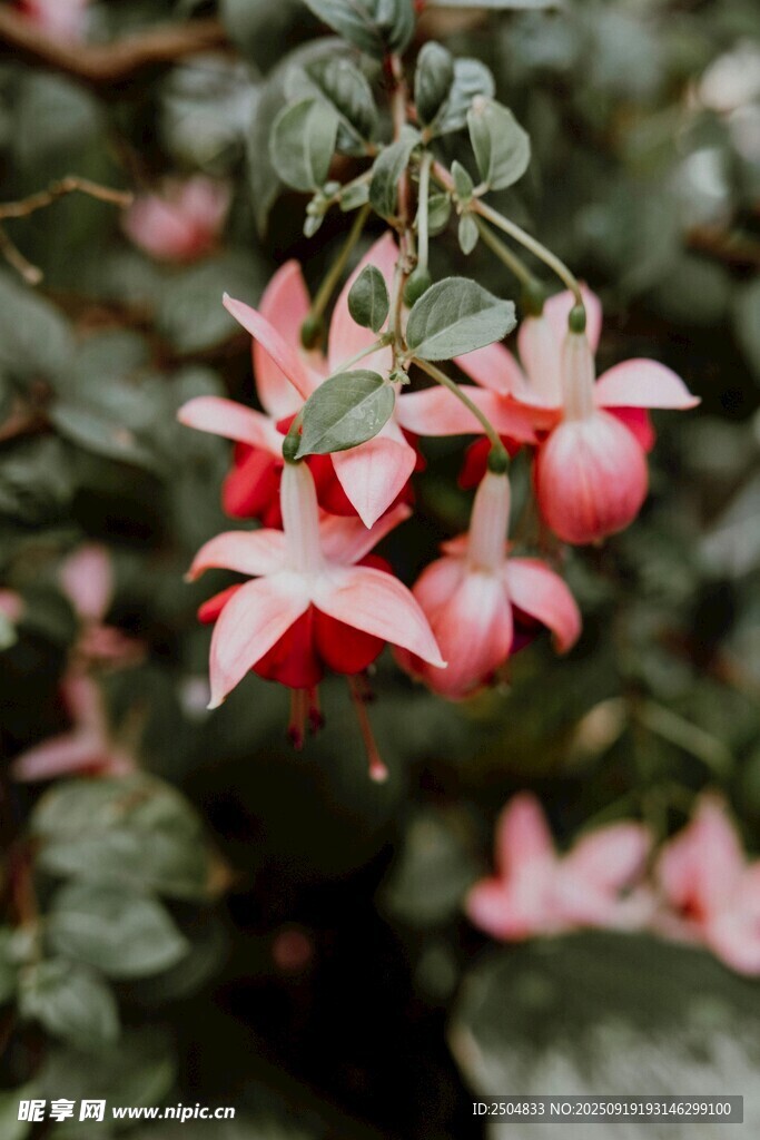嬌艷倒掛金鐘花朵綻放