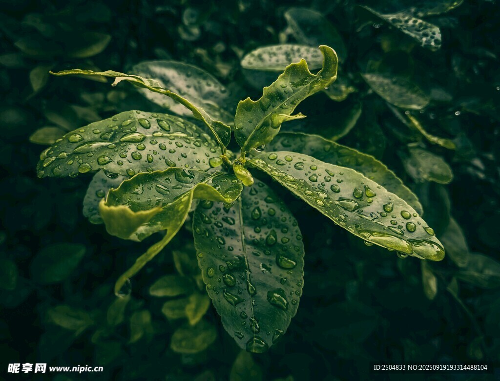 綠葉上的斑駁光影