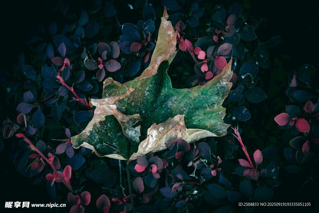 夢(mèng)幻夜光蘑菇微觀景象