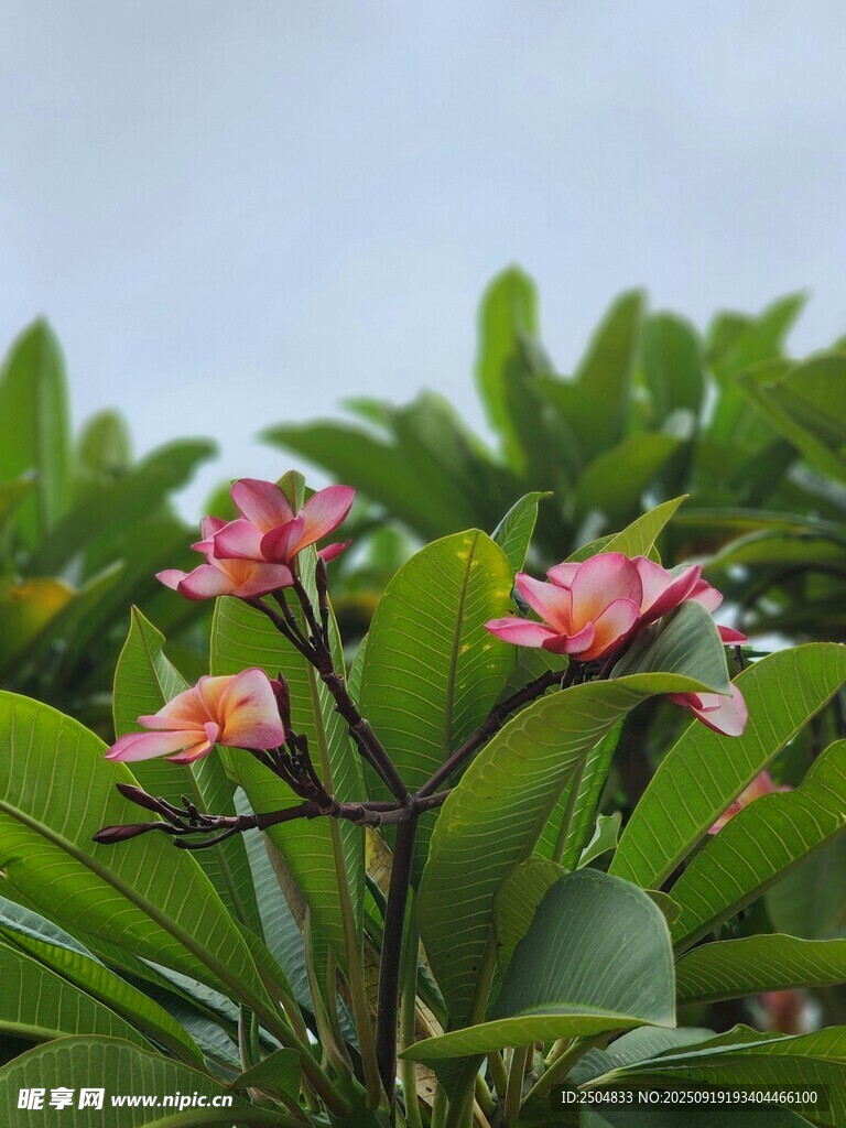 嬌艷雞蛋花綻放綠葉間