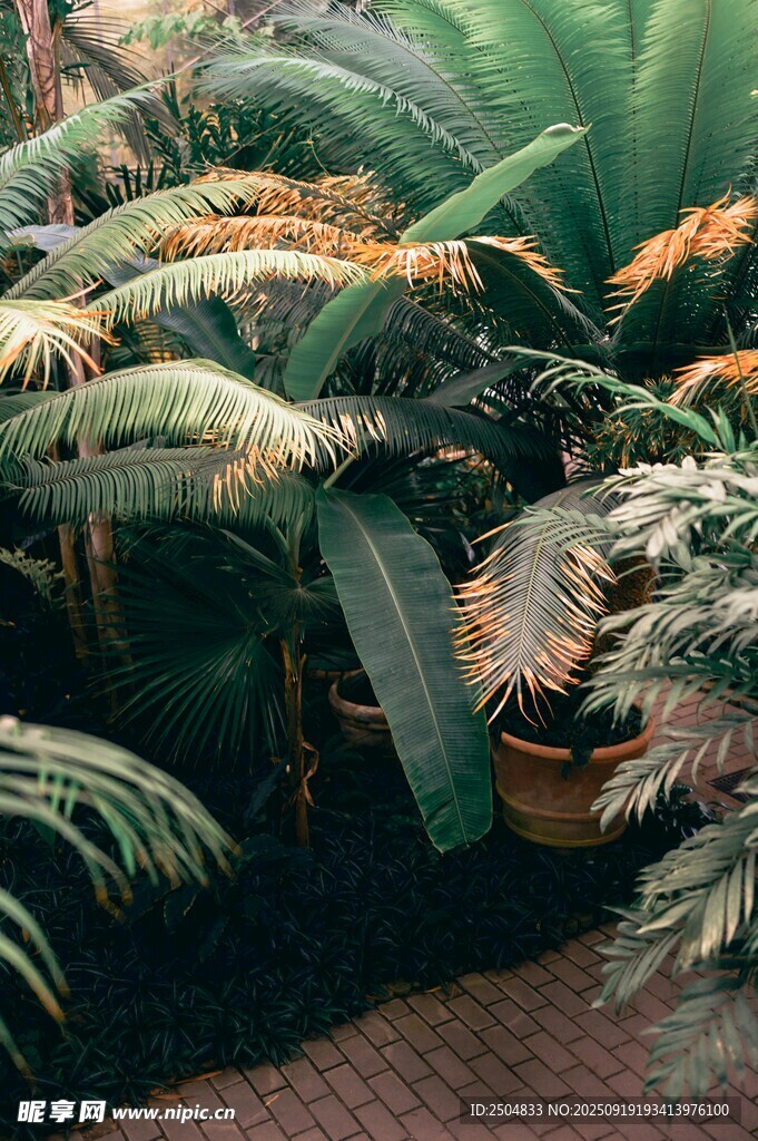 繁茂蕨類植物景觀