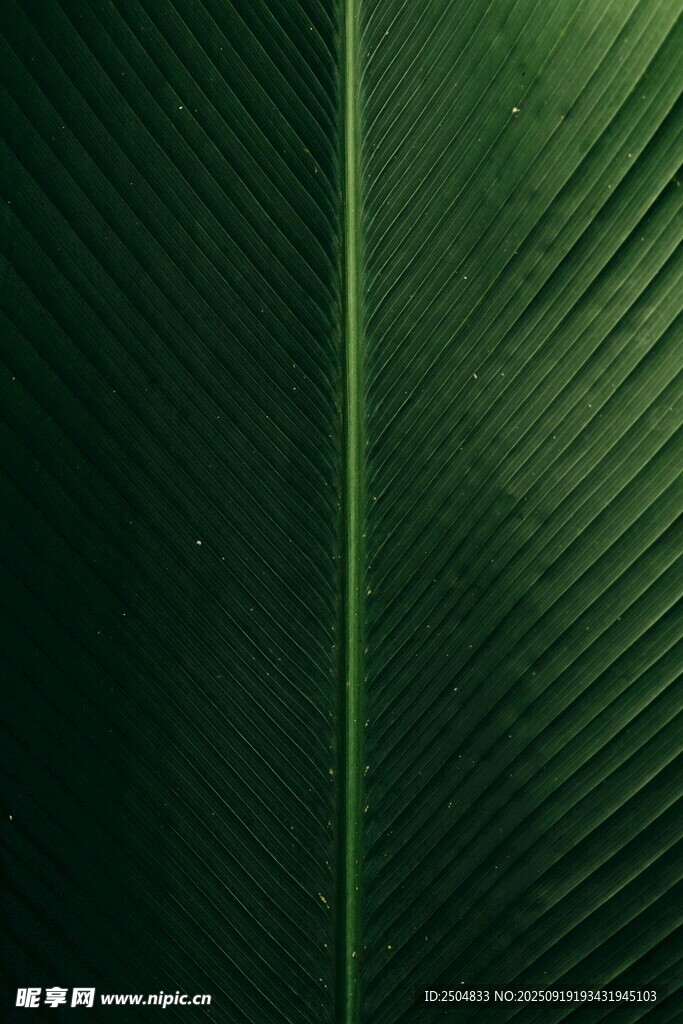 翠綠葉片紋理特寫