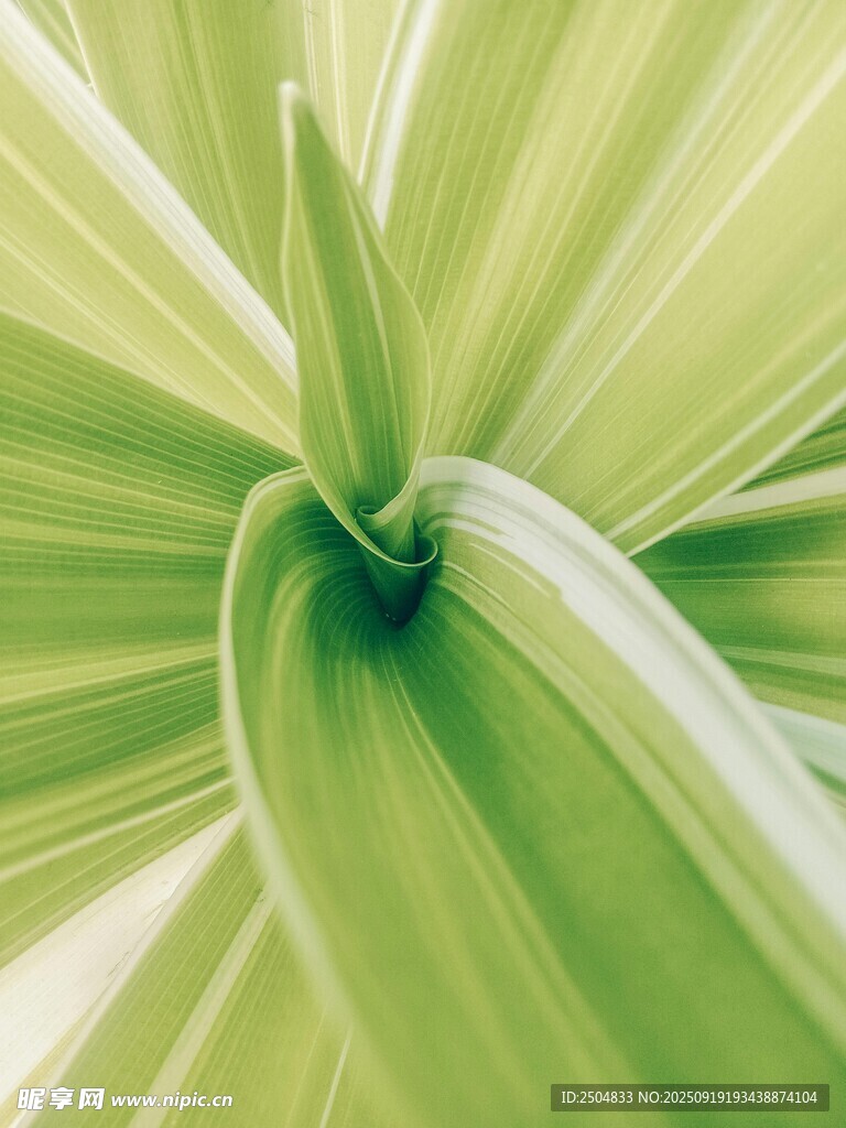 翠綠植物葉片特寫