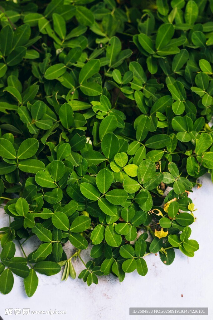 翠綠三葉草植物特寫