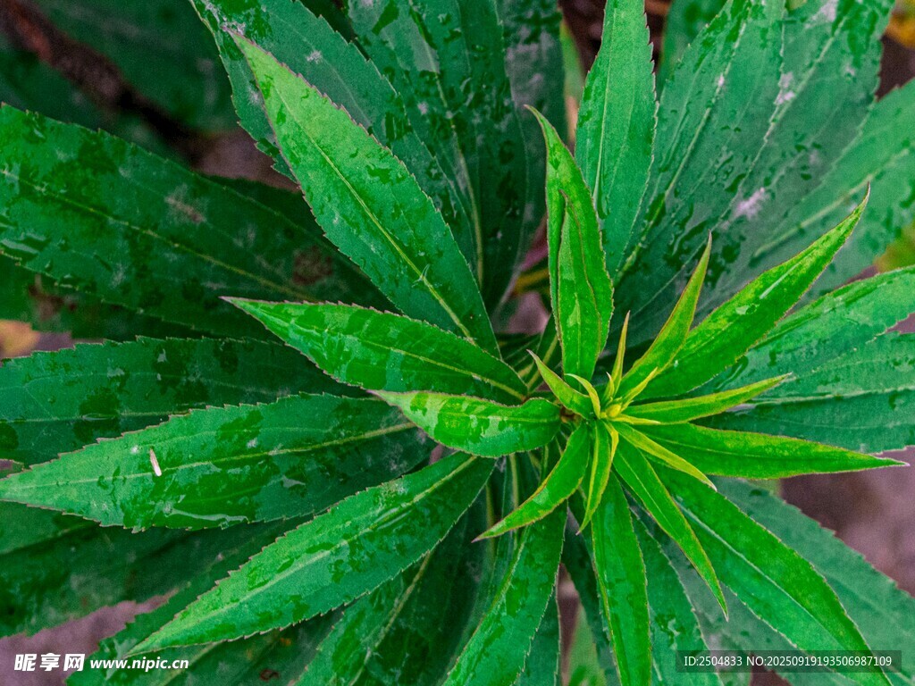 翠綠大麻葉特寫