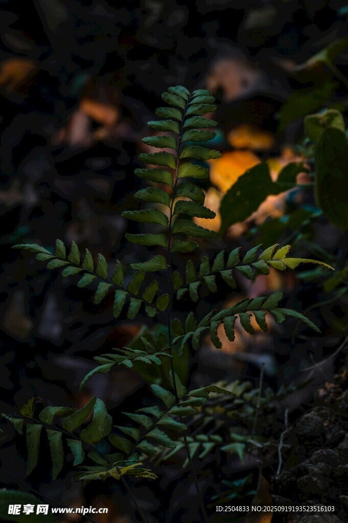 林間翠綠蕨類植物特寫