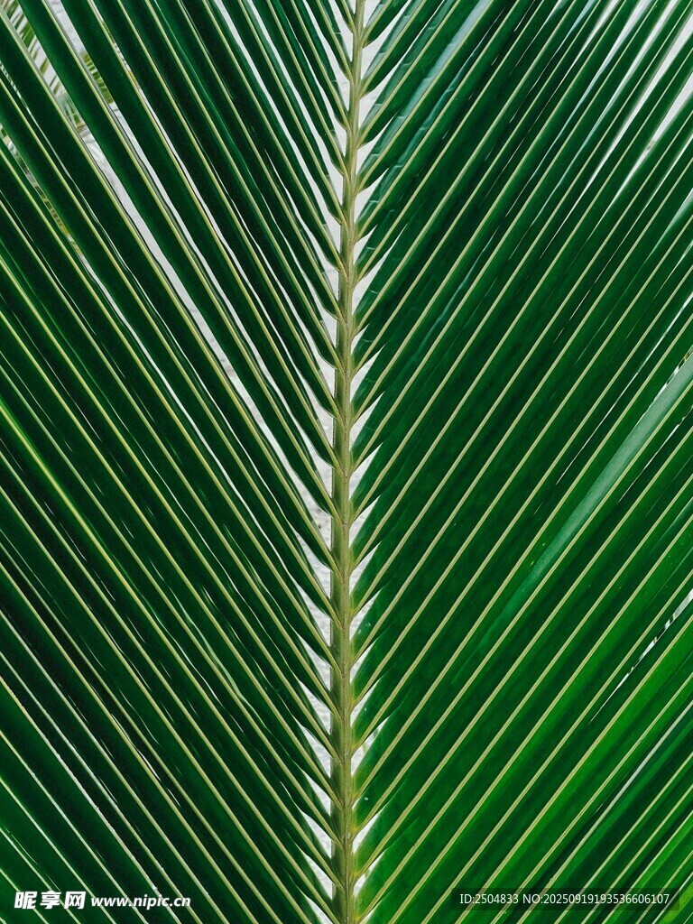 翠綠棕櫚葉紋理特寫(xiě)