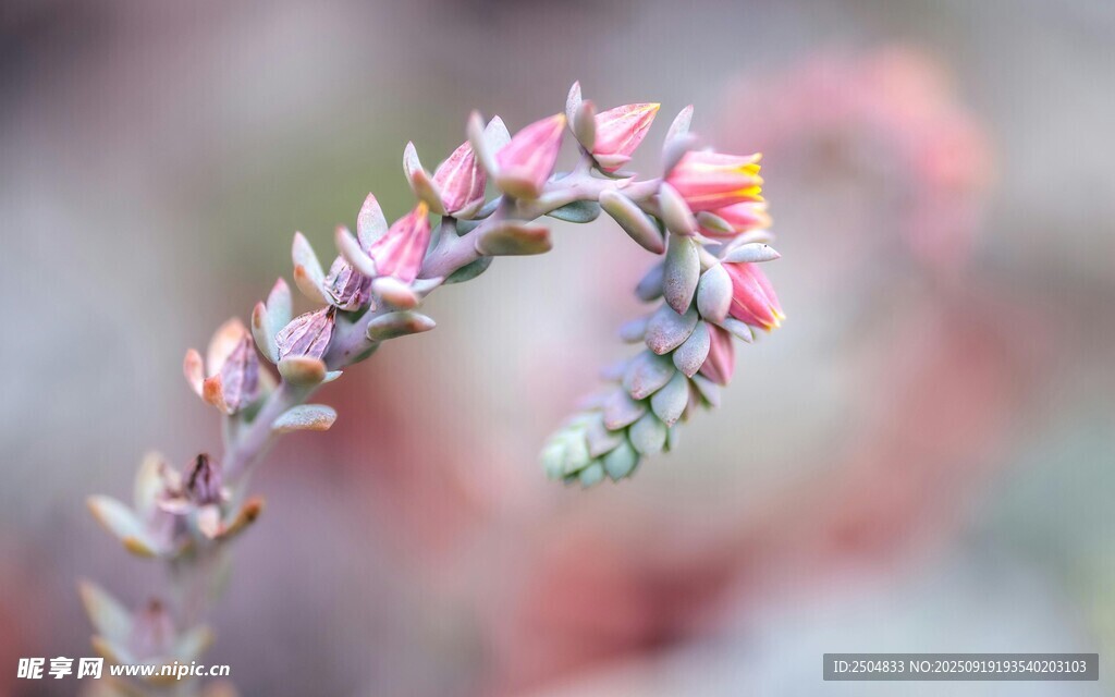 粉色彎曲多肉植物特寫