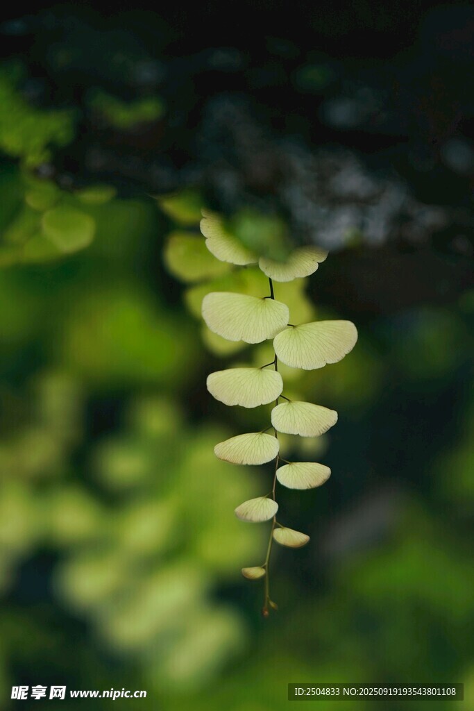 垂掛的嫩綠葉片植物