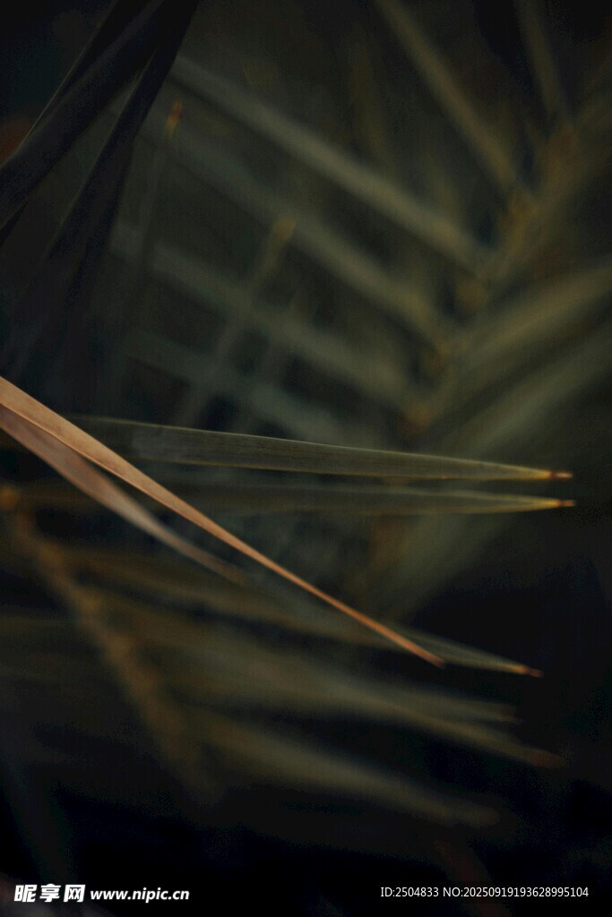 光影下的植物葉片特寫