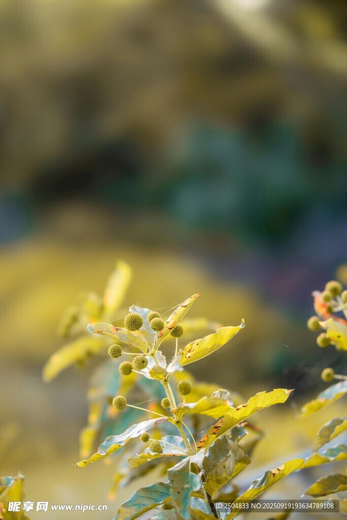 陽光下的嫩綠枝葉