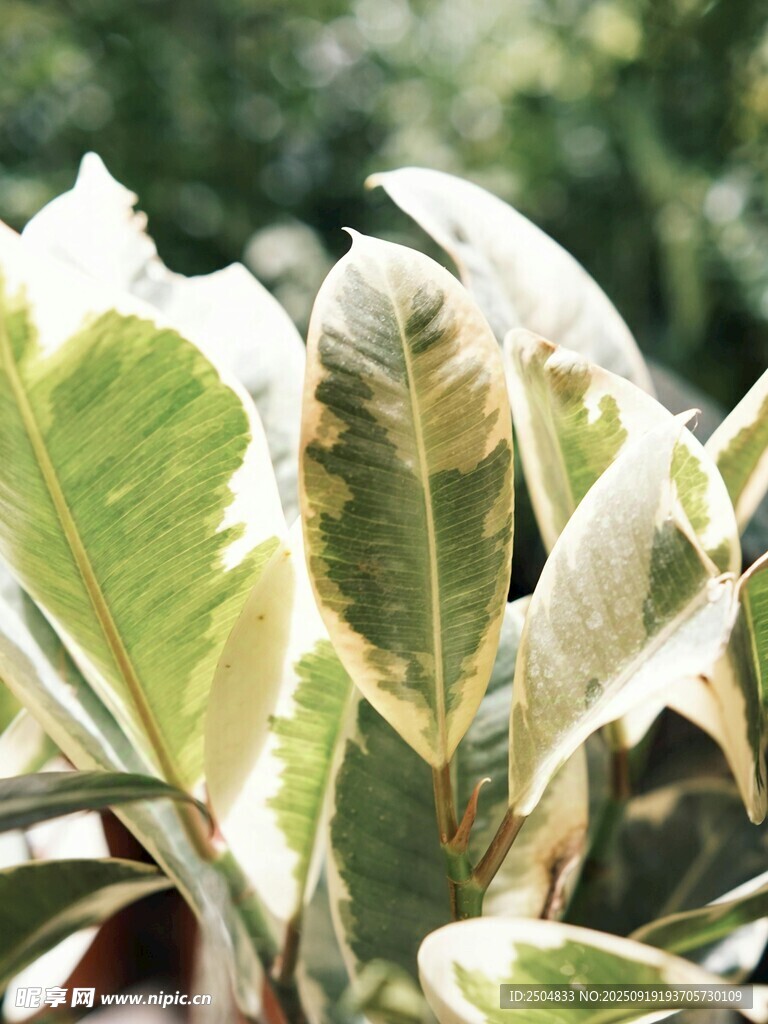 斑葉植物特寫