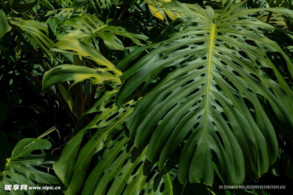大型羽狀綠植特寫