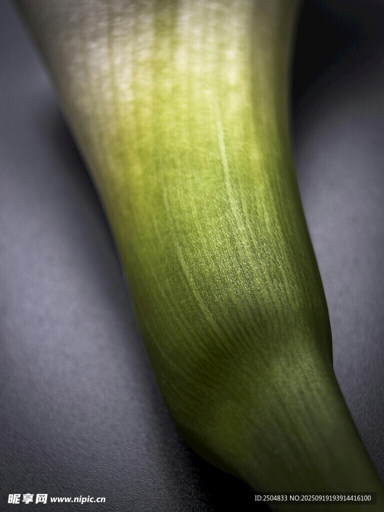 綠色植物莖部特寫