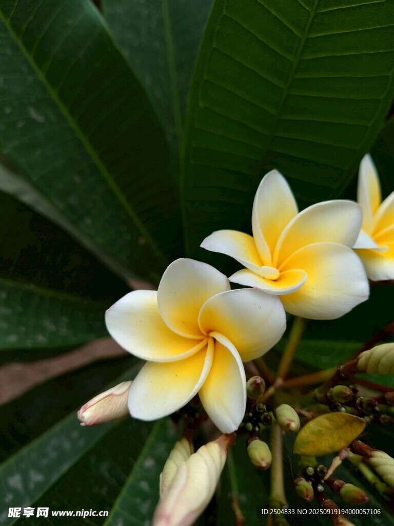 嬌艷雞蛋花綻放綠葉間