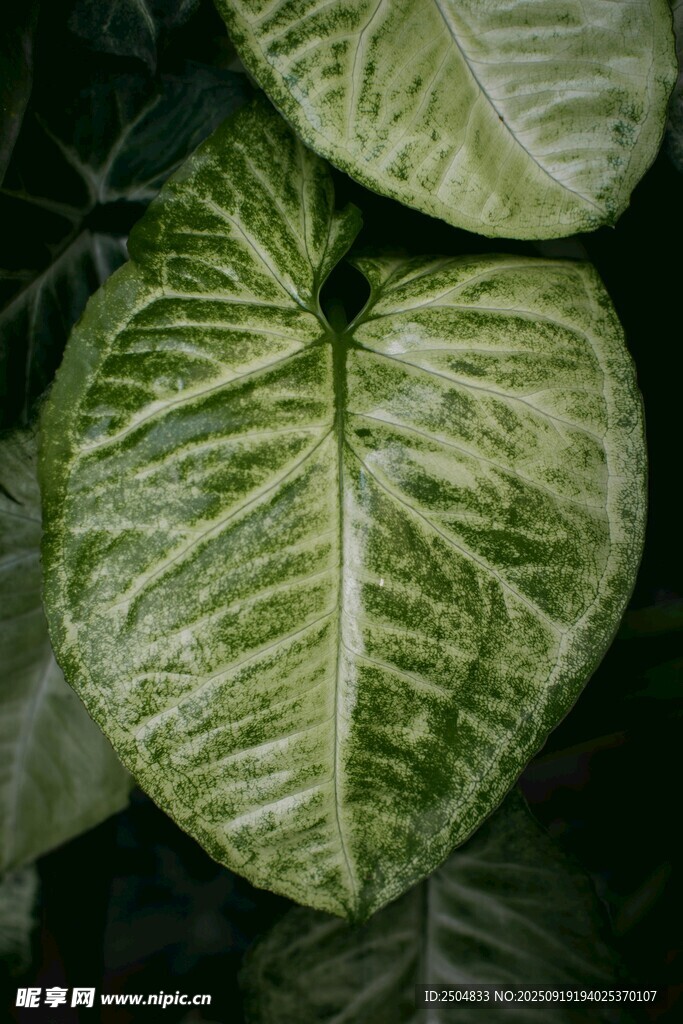 心形斑紋綠植特寫