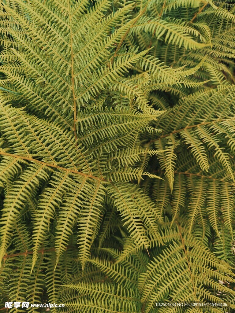 翠綠蕨類植物特寫