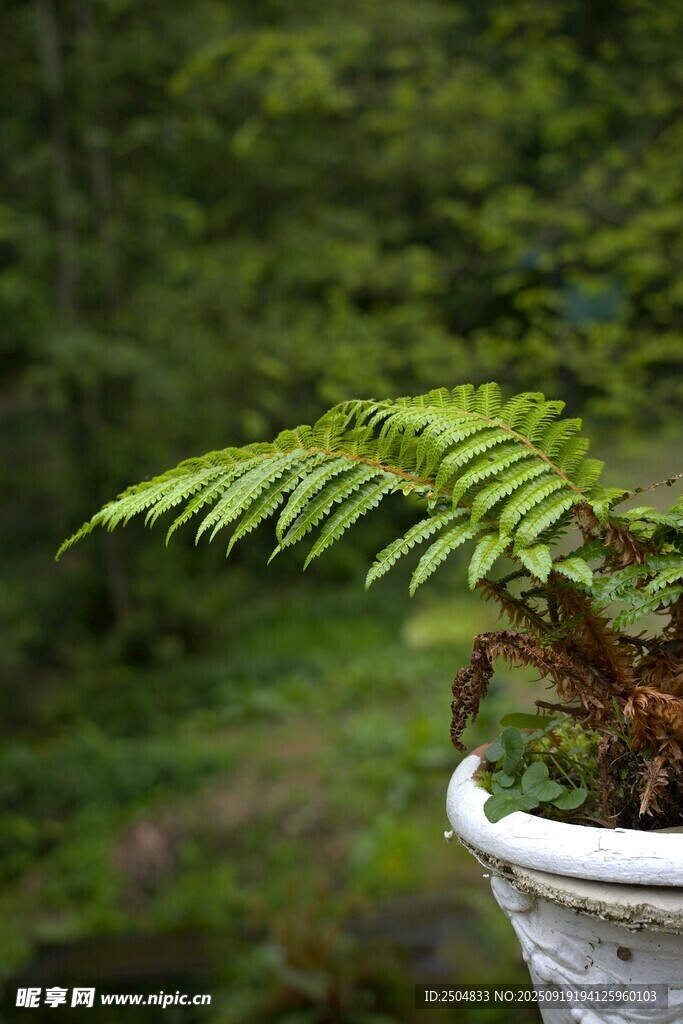 盆栽蕨類植物 綠意盎然