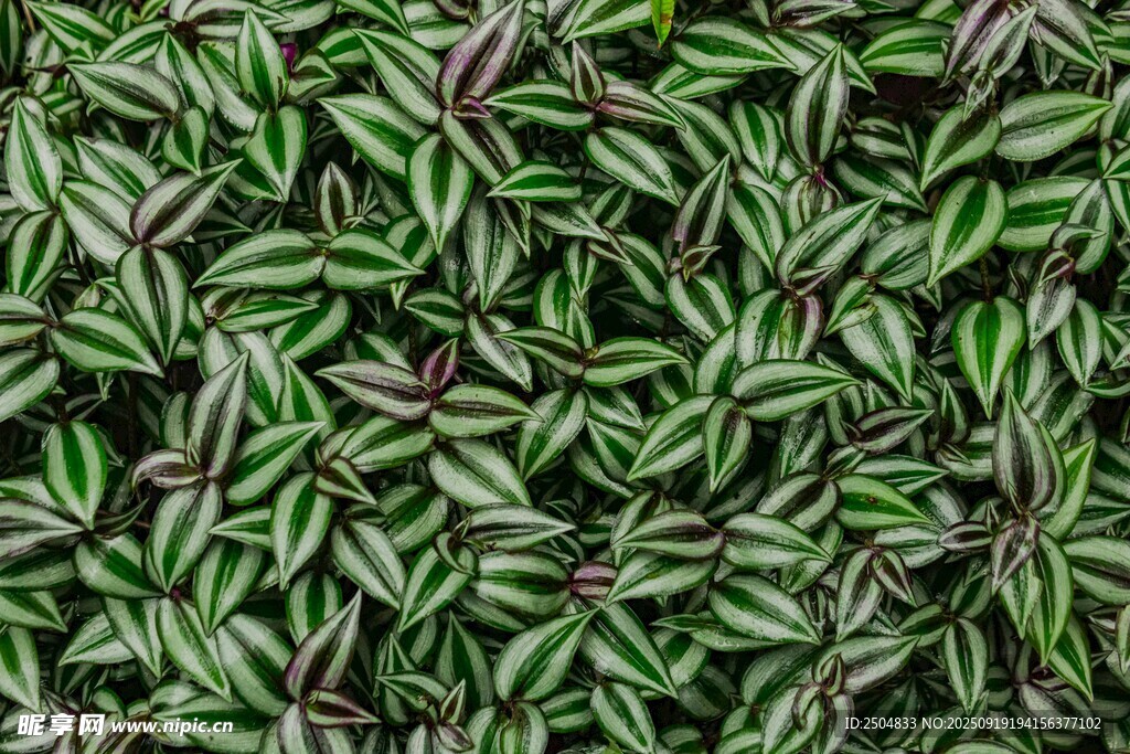 翠綠帶紫邊的植物葉片