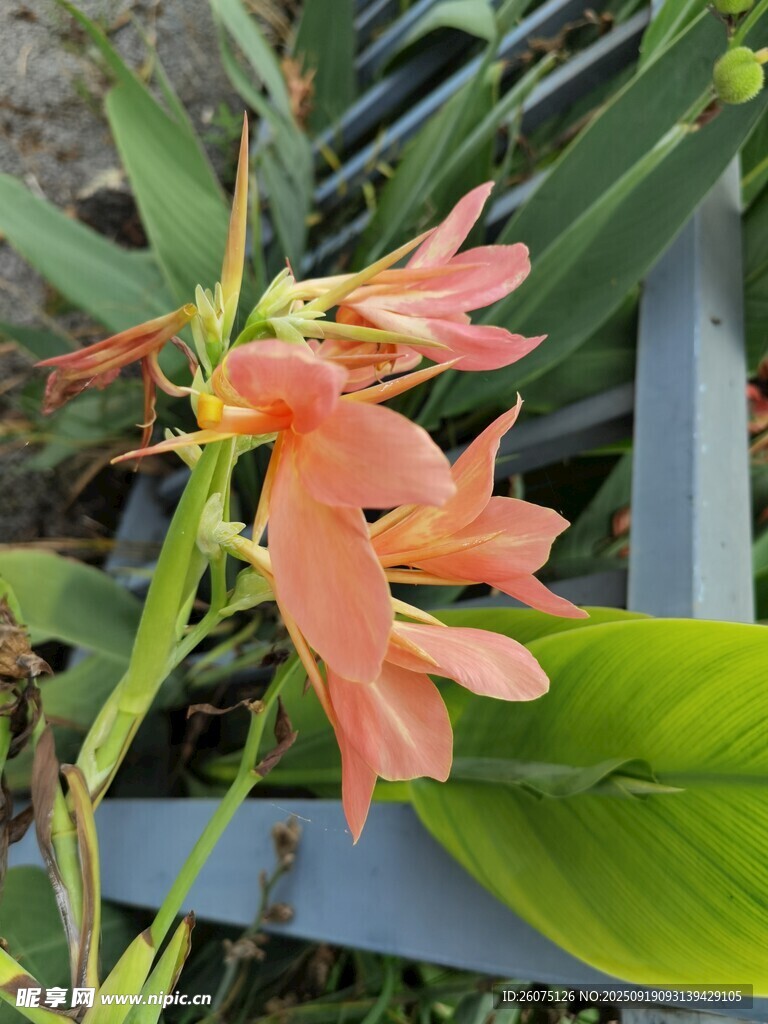 嬌艷橙花綻放綠葉間