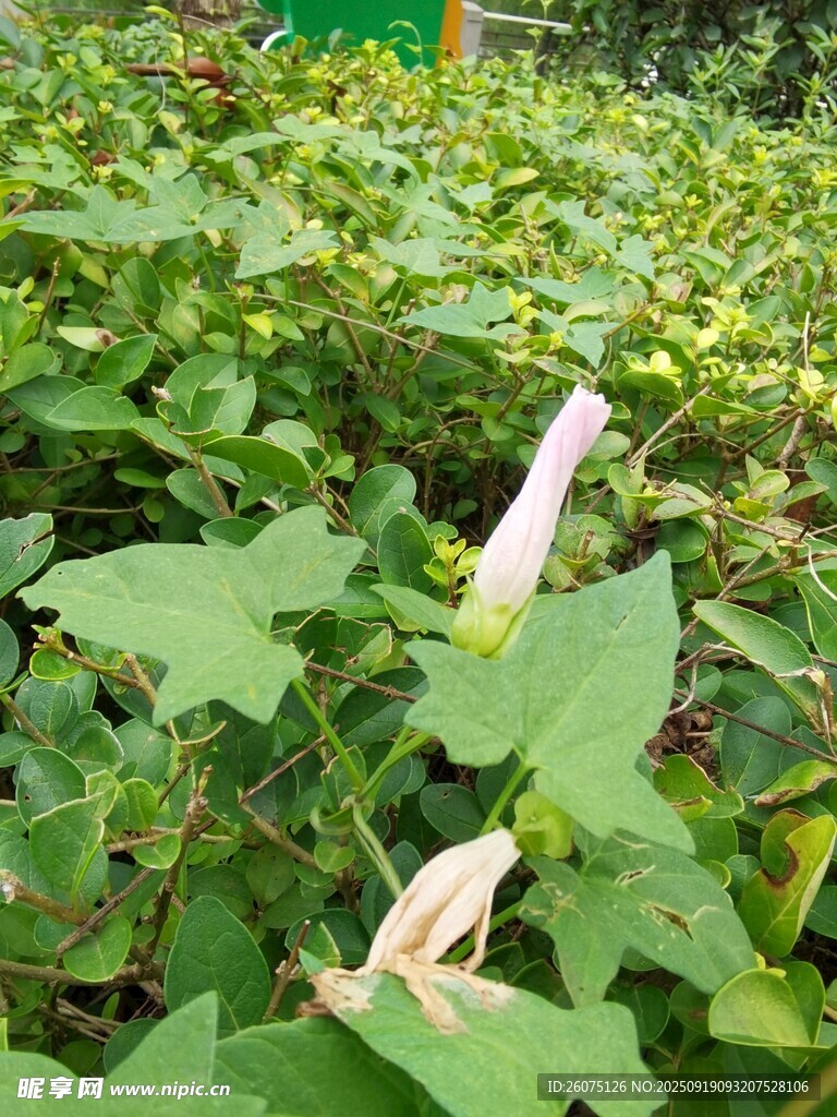 田間綻放的白色喇叭狀花朵