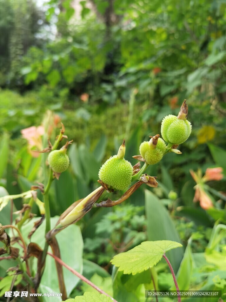 枝頭青果綠意盎然的生機(jī)