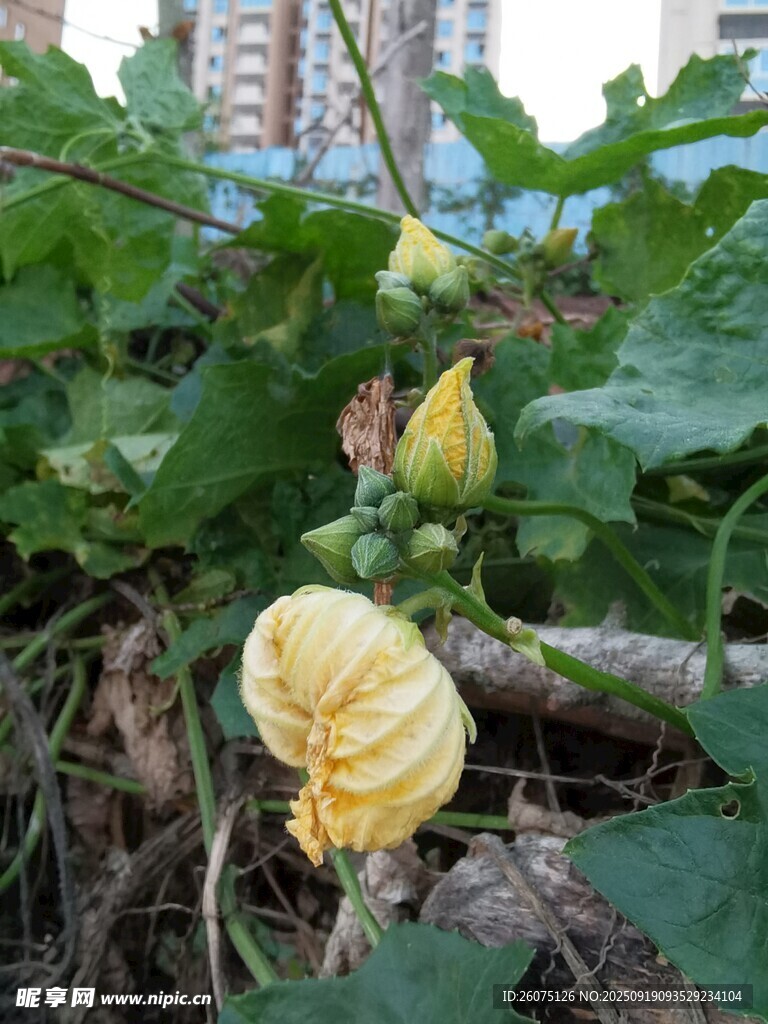 田間綻放的黃色南瓜花