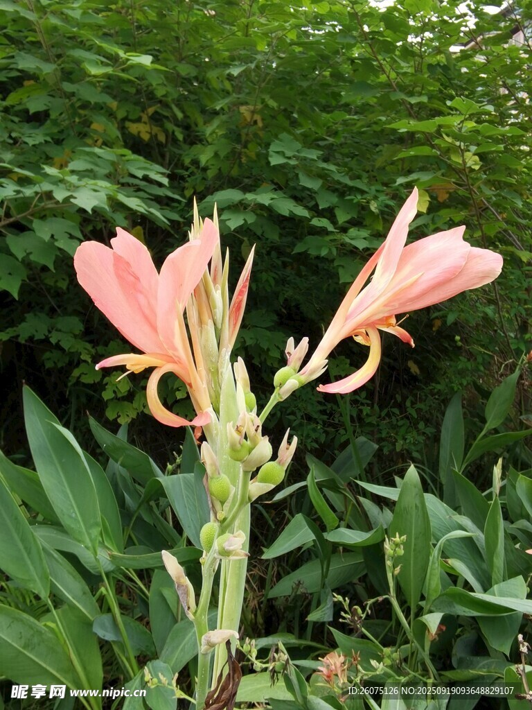 嬌艷粉色花朵綻放綠葉間