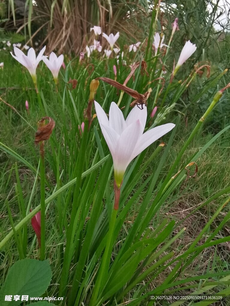 草叢中的美麗白色花朵