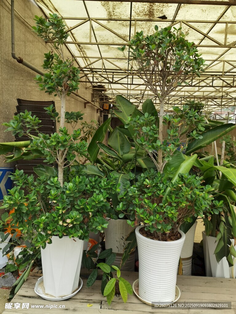 室內(nèi)綠植景觀生機(jī)盎然