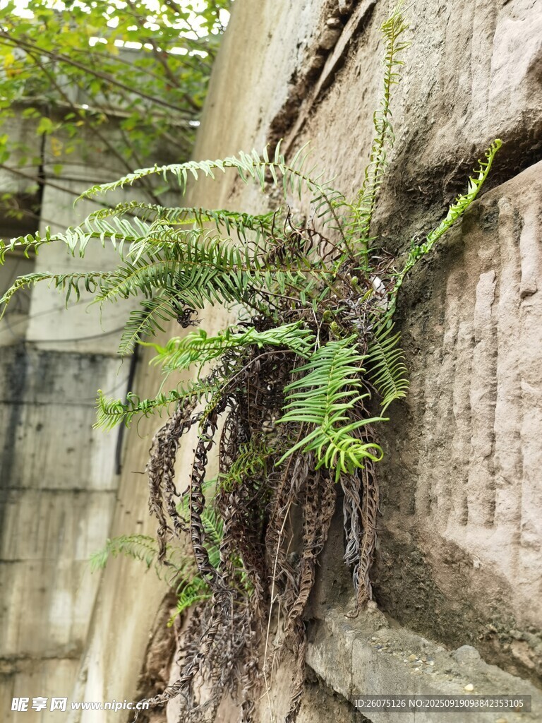 石縫中生長的翠綠蕨類植物