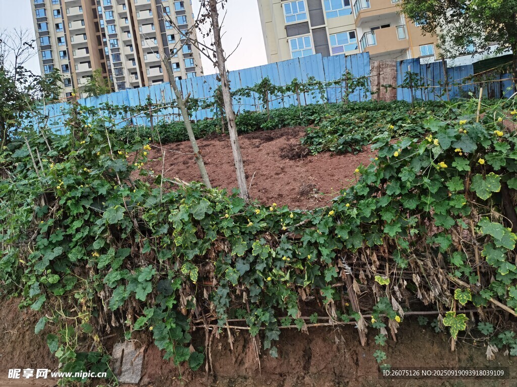 墻邊繁茂綠植景觀