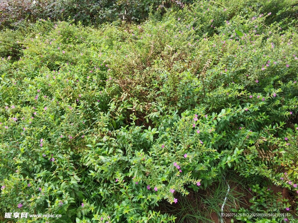 茂密翠綠的綠植景觀