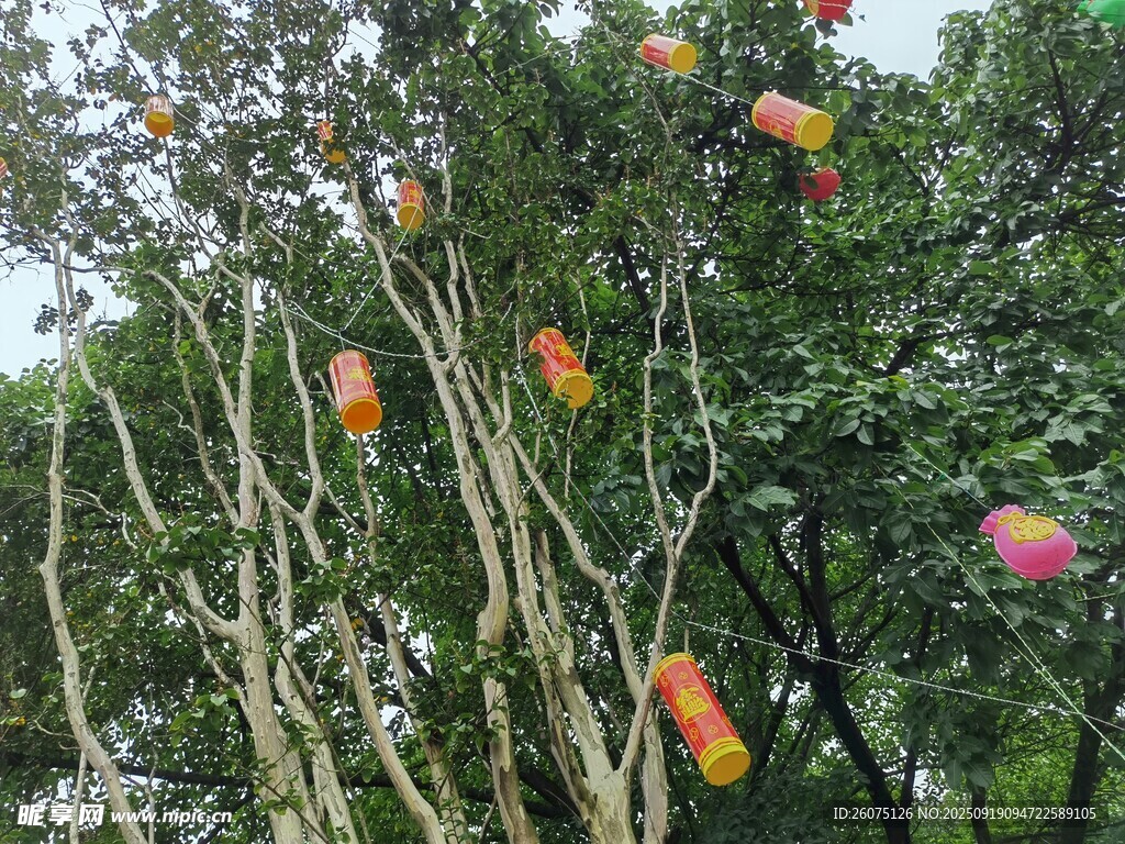 樹上多彩果實掛滿枝頭