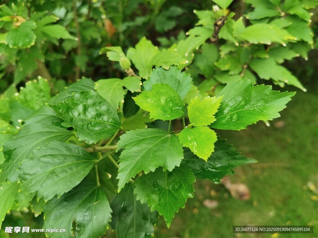 翠綠鮮嫩的植物葉片