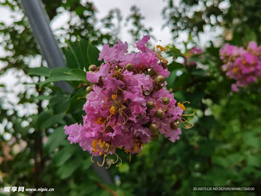 嬌艷紫薇花綻放
