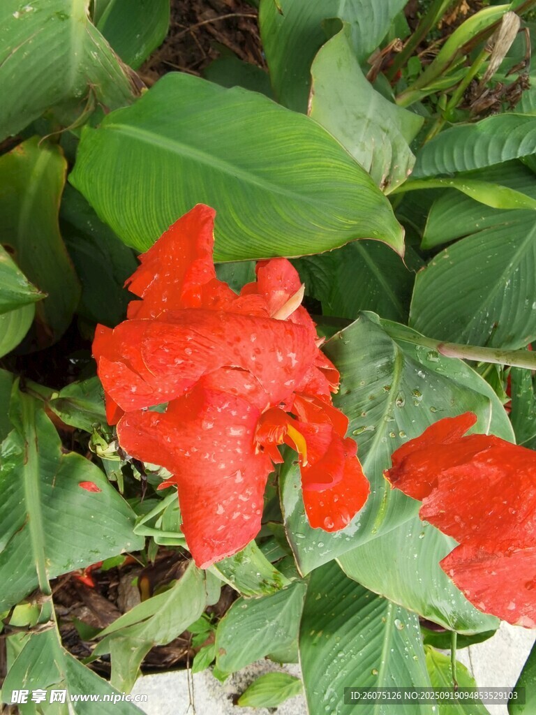 鮮艷紅色花朵與綠葉相伴