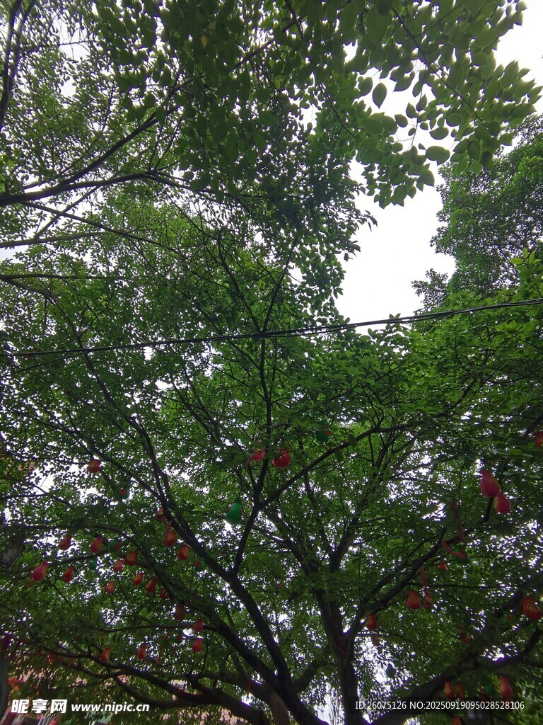 繁茂綠樹枝葉間的清新景致