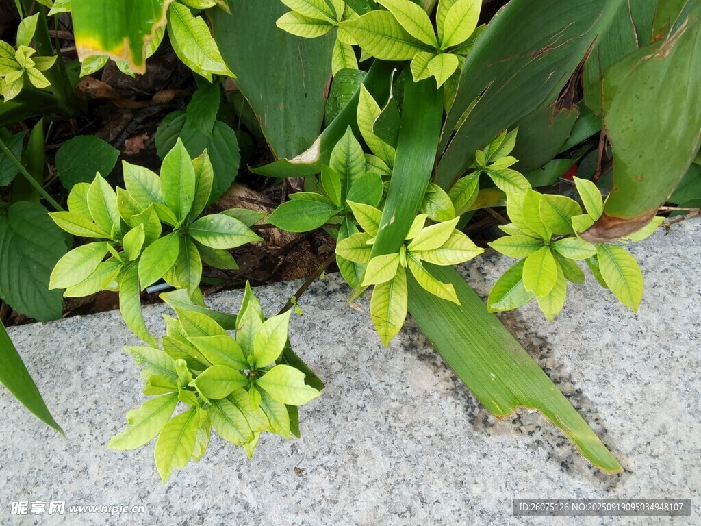 石縫中生長的嫩綠植物