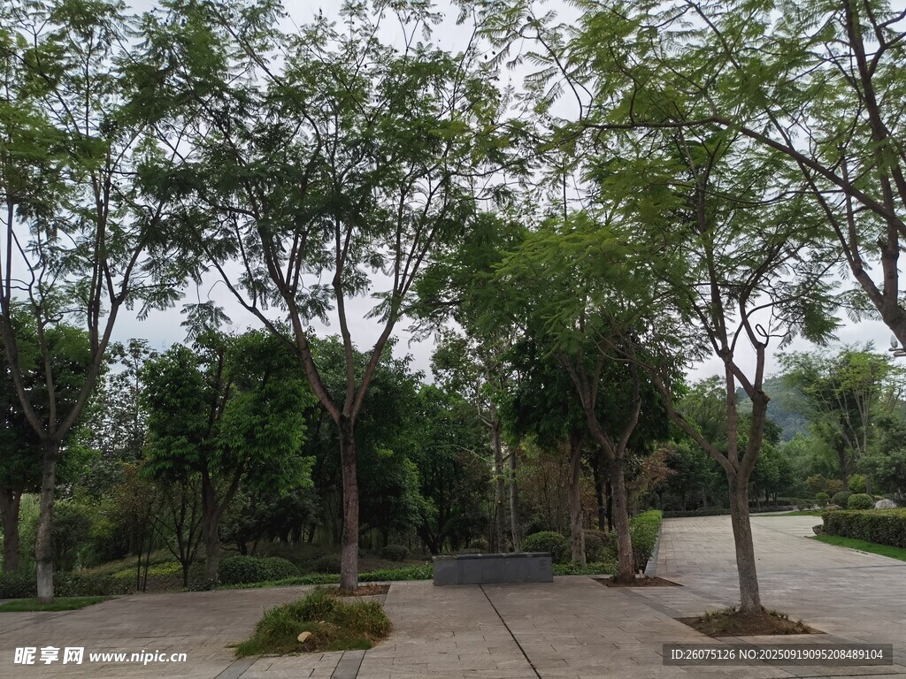 林蔭小徑的靜謐自然景致