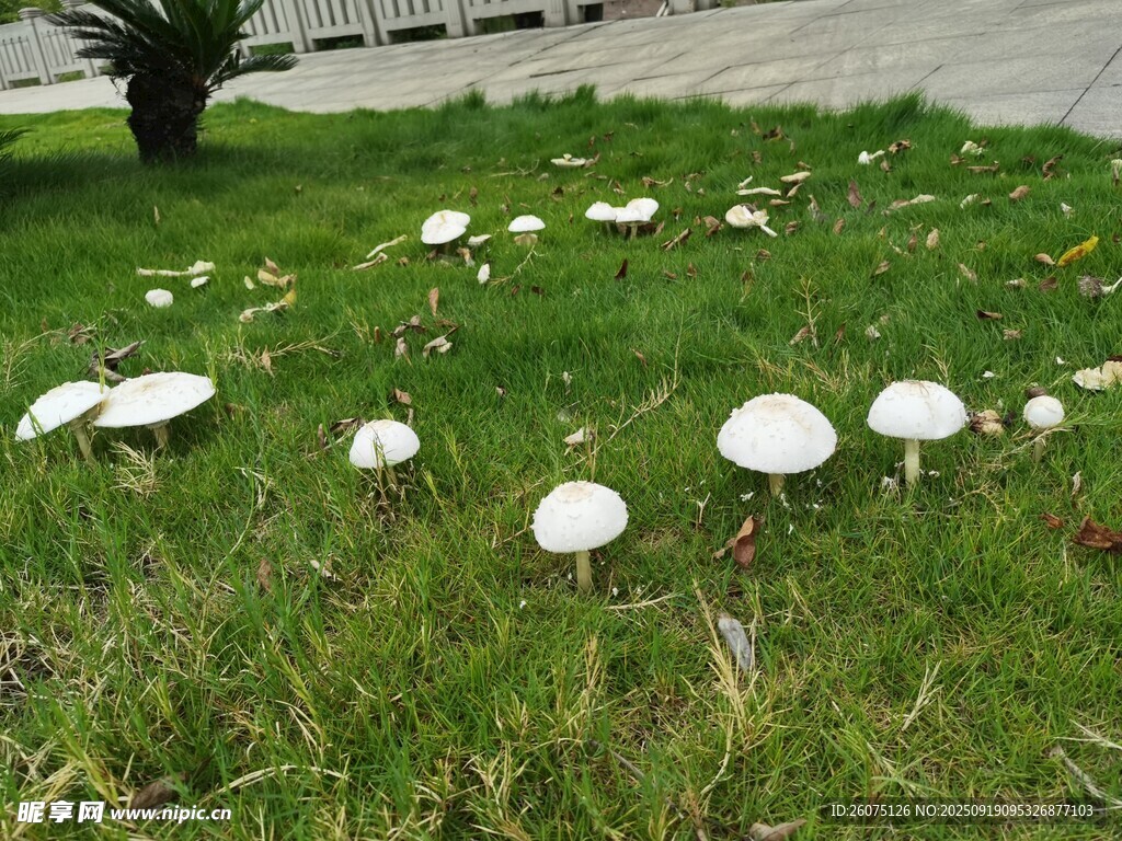 草地上的白色蘑菇群