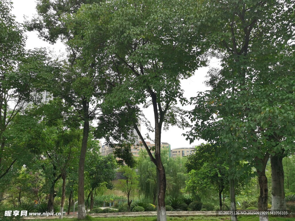 綠意盎然的公園樹林