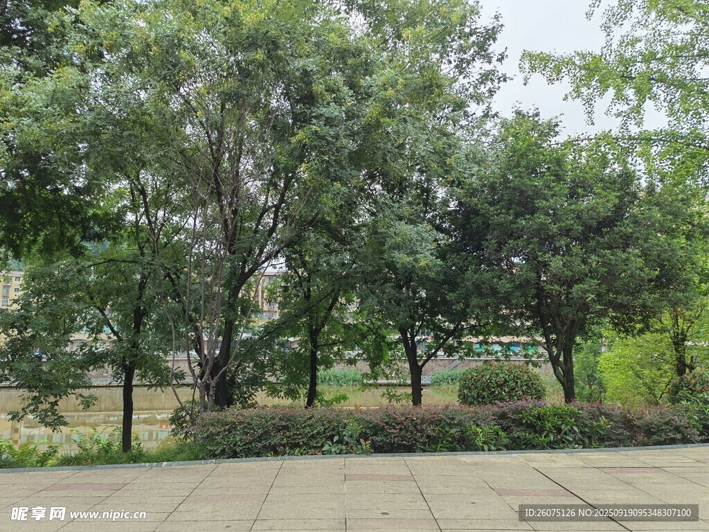 城市中的靜謐綠樹景觀