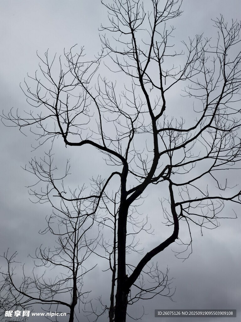枯樹(shù)挺立在陰沉天空下