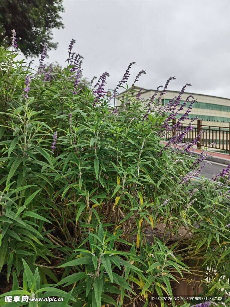 路邊繁茂綠植景觀